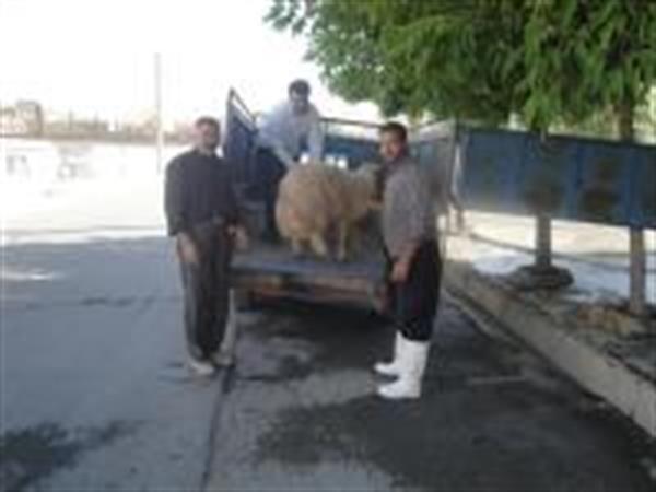 خرید دو راس گوسفند و ذبح و توزیع آن بین 40خانواده کم درآمد بمناسبت شهادت حضرت علی(ع)