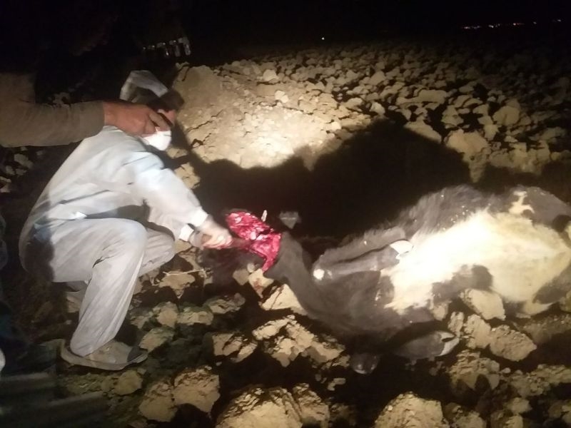 گاومشکوک به هاری 2