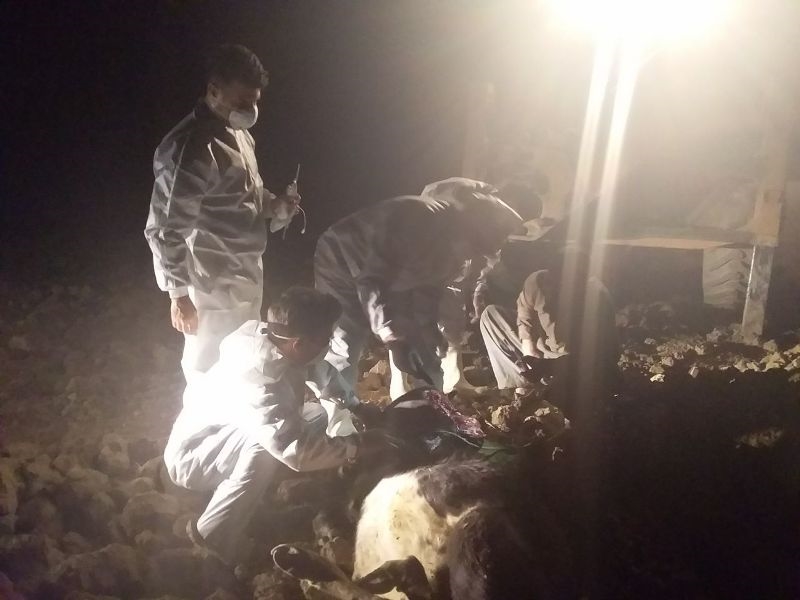 گاومشکوک به هاری 3