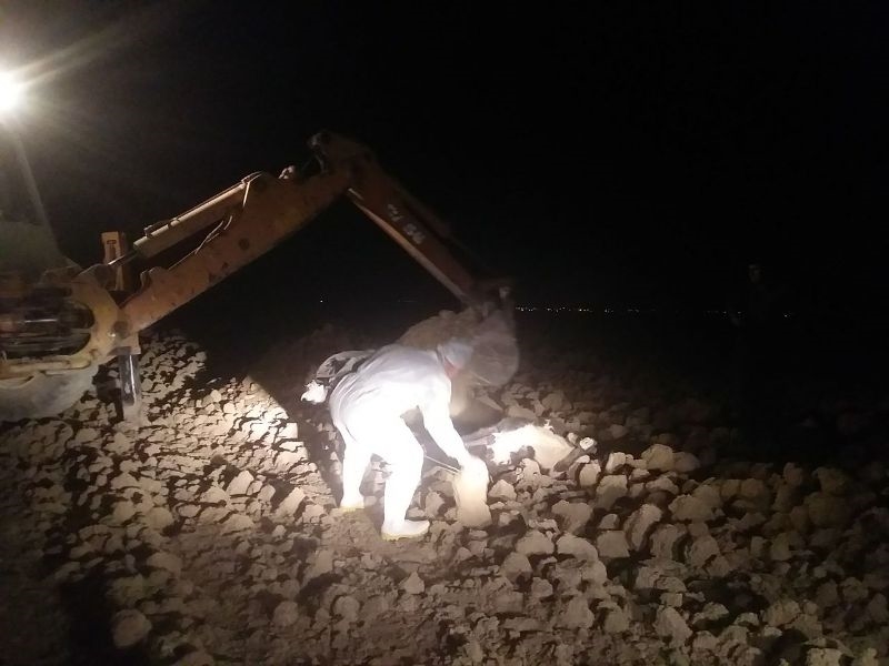 گاومشکوک به هاری 4