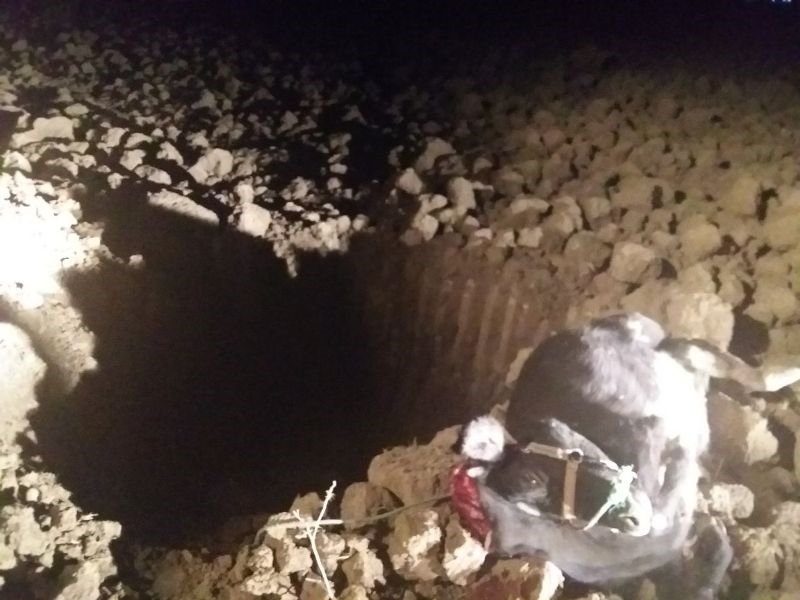 گاومشکوک به هاری 5