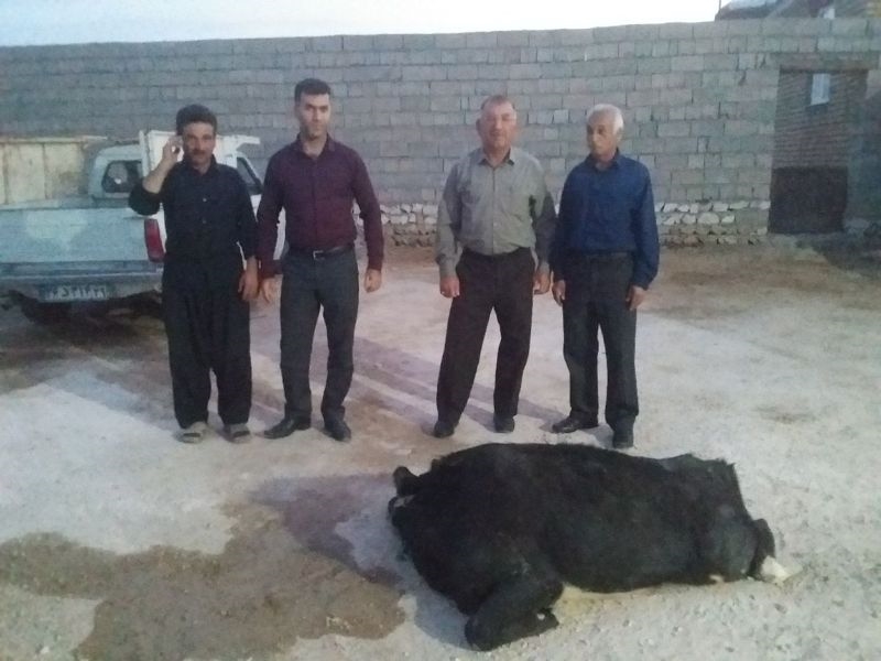 گاومشکوک به هاری 6