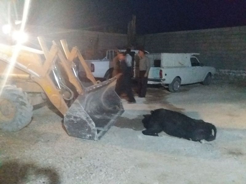 گاومشکوک به هاری 8