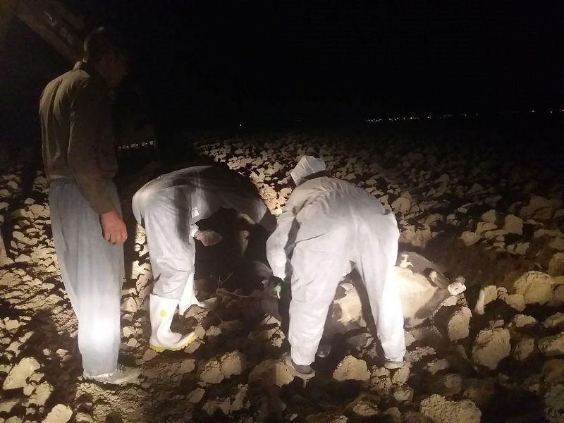 گاومشکوک به هاری 9