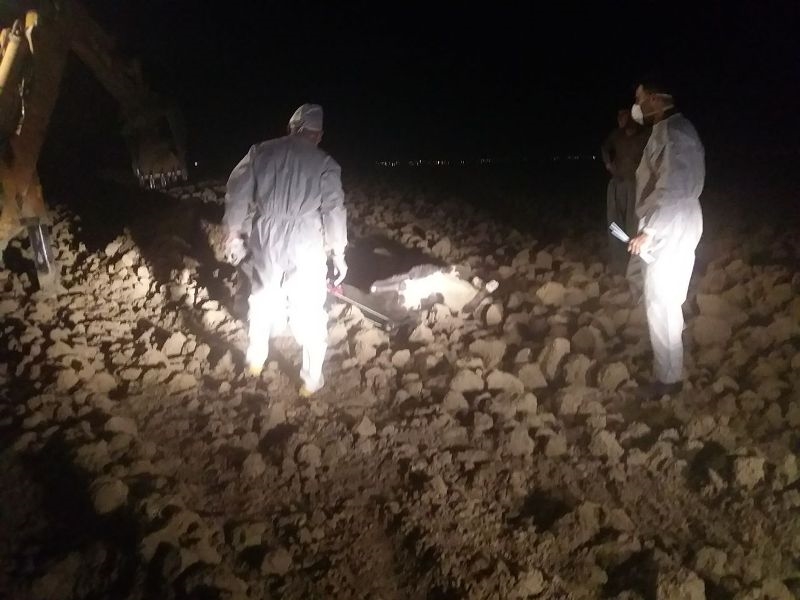 گاومشکوک به هاری 11