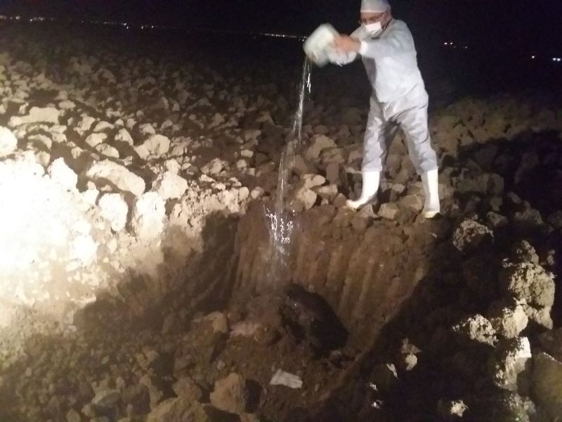 گاومشکوک به هاری 12