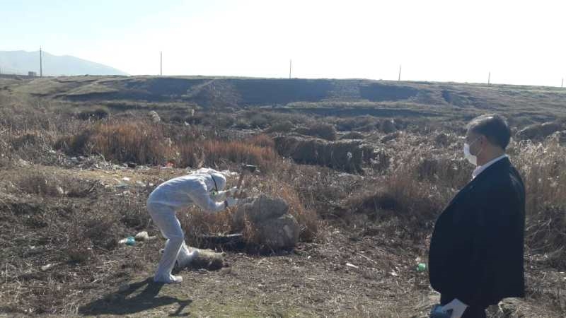 معدوم سازی سگ 1