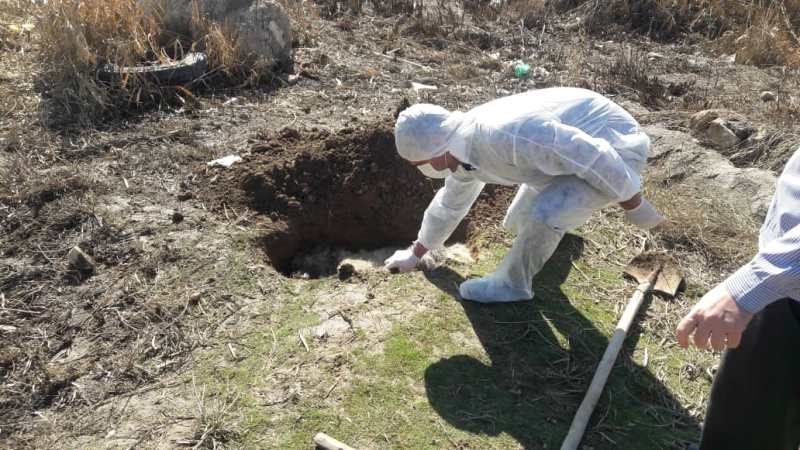 معدوم سازی سگ 2