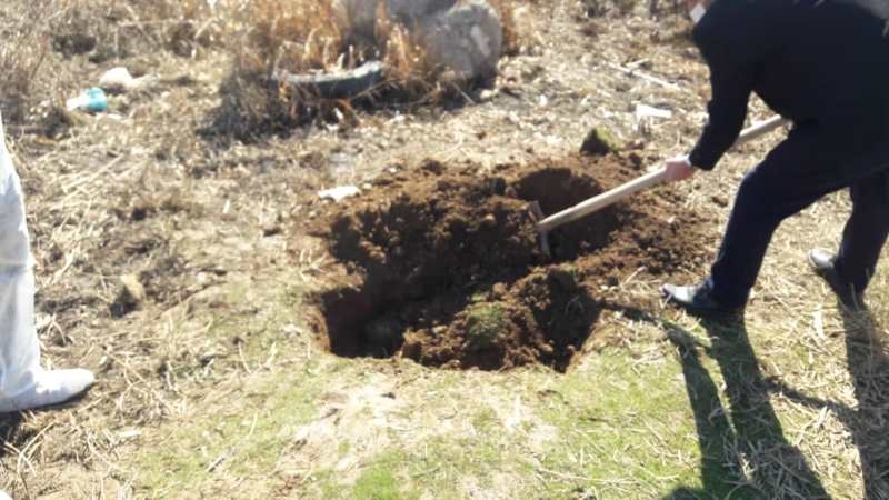 معدوم سازی سگ 4