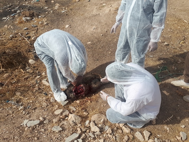 نمونه گیری حیوان مشکوک به هاری 2