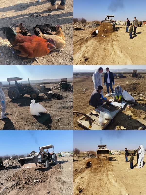 کمیته انفلوانزا 3